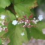 Viburnum sargentii Flower