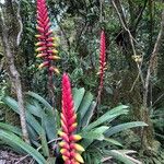 Vriesea platynema Flower