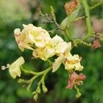 Cordia dentata Flower
