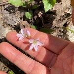 Claytonia caroliniana ফুল