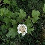 Viburnum opulus 花