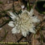 Lomelosia rutifolia 花