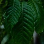 Coffea canephora Leaf