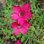 Linum grandiflorumFlor