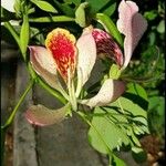 Bauhinia monandra Цвят