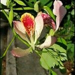 Bauhinia monandra Blomst