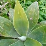 Agave attenuata Blatt