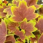 Pelargonium zonale Leaf