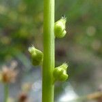 Triglochin palustris Fiore