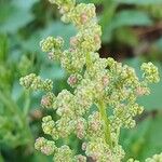 Chenopodium album Λουλούδι