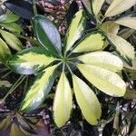 Schefflera spp. Blatt