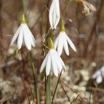 Acis trichophylla Blomst