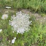 Daucus carotaFlor