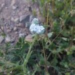 Cryptantha clevelandii Blomma