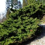 Juniperus sabina Habitat