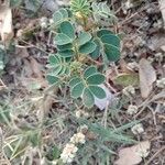 Senna obtusifolia Leaf