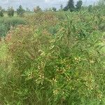 Cornus racemosa Blad