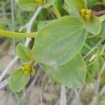 Cleome oxypetala Leaf