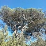 Pinus pinea ഇല