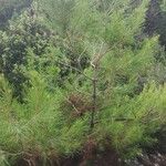 Pinus halepensisList