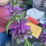 Monarda citriodora Flor