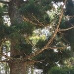 Araucaria cunninghamii Folha