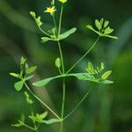 Hypericum mutilum Habit