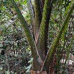Metroxylon vitiense Leaf