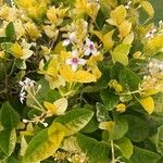 Pseuderanthemum carruthersii पत्ता