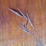 Bromus diandrus Fruit