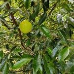 Myristica fragrans Meyve