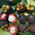 Garcinia mangostana 果實