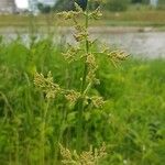 Rumex thyrsiflorus Žiedas