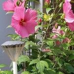 Hibiscus moscheutos Buveinė