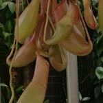 Nepenthes mirabilis Flower