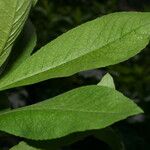 Cheirolophus mauritanicus Leaf
