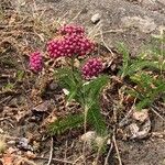 Achillea distans Hábito