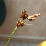 Carex liparocarpos Blüte