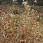 Miscanthus sacchariflorus Liść