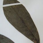 Duguetia granvilleana Otro