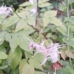 Epimedium grandiflorum Цветок