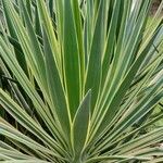 Agave vivipara Leaf