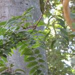 Bolusanthus speciosus Blad