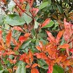 Photinia serratifolia Blad