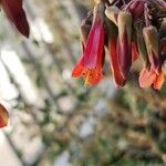 Kalanchoe serrata Flor