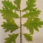 Quercus frainetto List