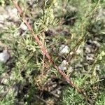 Artemisia alba Cortiza
