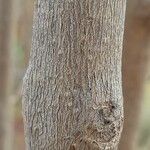 Callicarpa bodinieri Bark