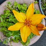 Lilium bulbiferumFlower