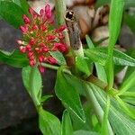 Centranthus ruber Λουλούδι